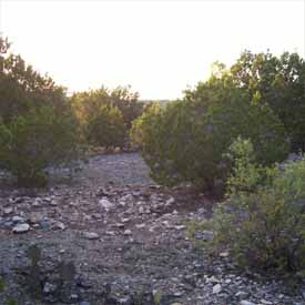 Clearing Land.