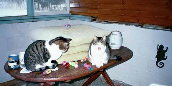 Christmas morning in the green house with Pee Wee and Queenie.